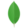 mongodb logo